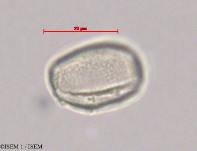 ISEM 1/Dioscorea_composita_28080/Dioscorea_composita_28080_0001(copy)_thumb.jpg